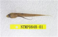 藏品(小骨鰧)的圖片